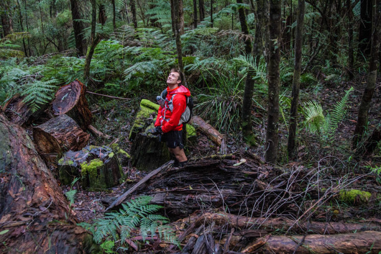 TRC Trails team member on the rainforest walking trail